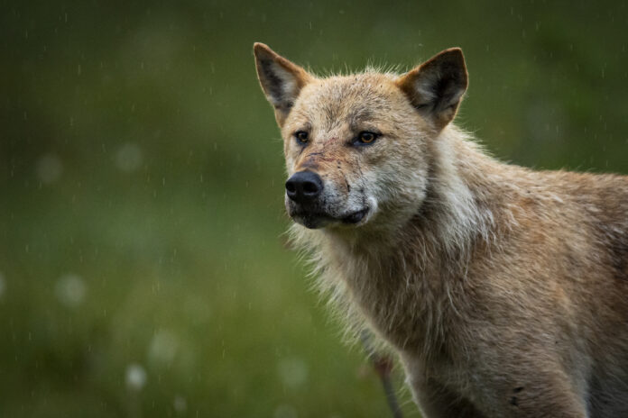 Foto: Roger Brendhagen